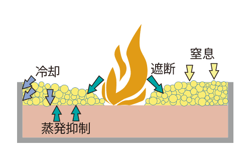 泡のはたらき（機能）